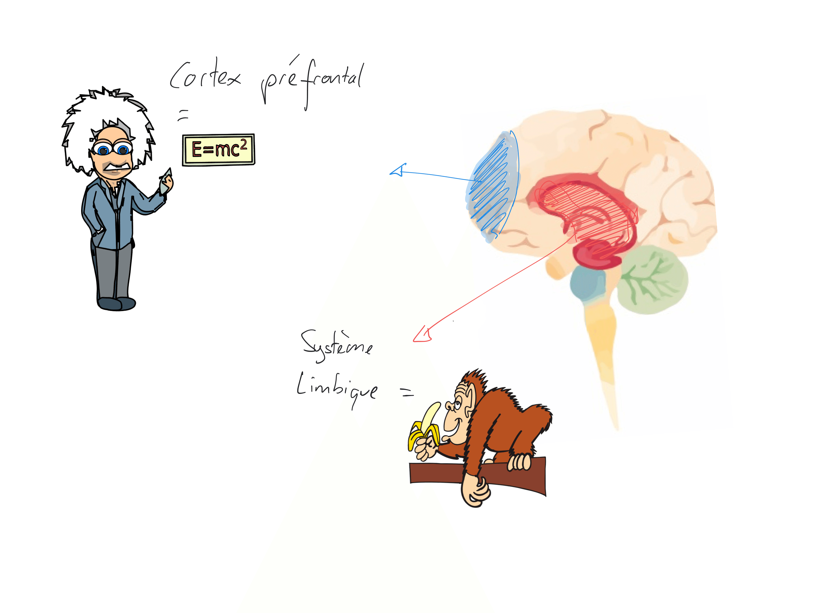 Ilustration d'un cerveau : système limbique = singe, Cortex préfrontal = Einstein