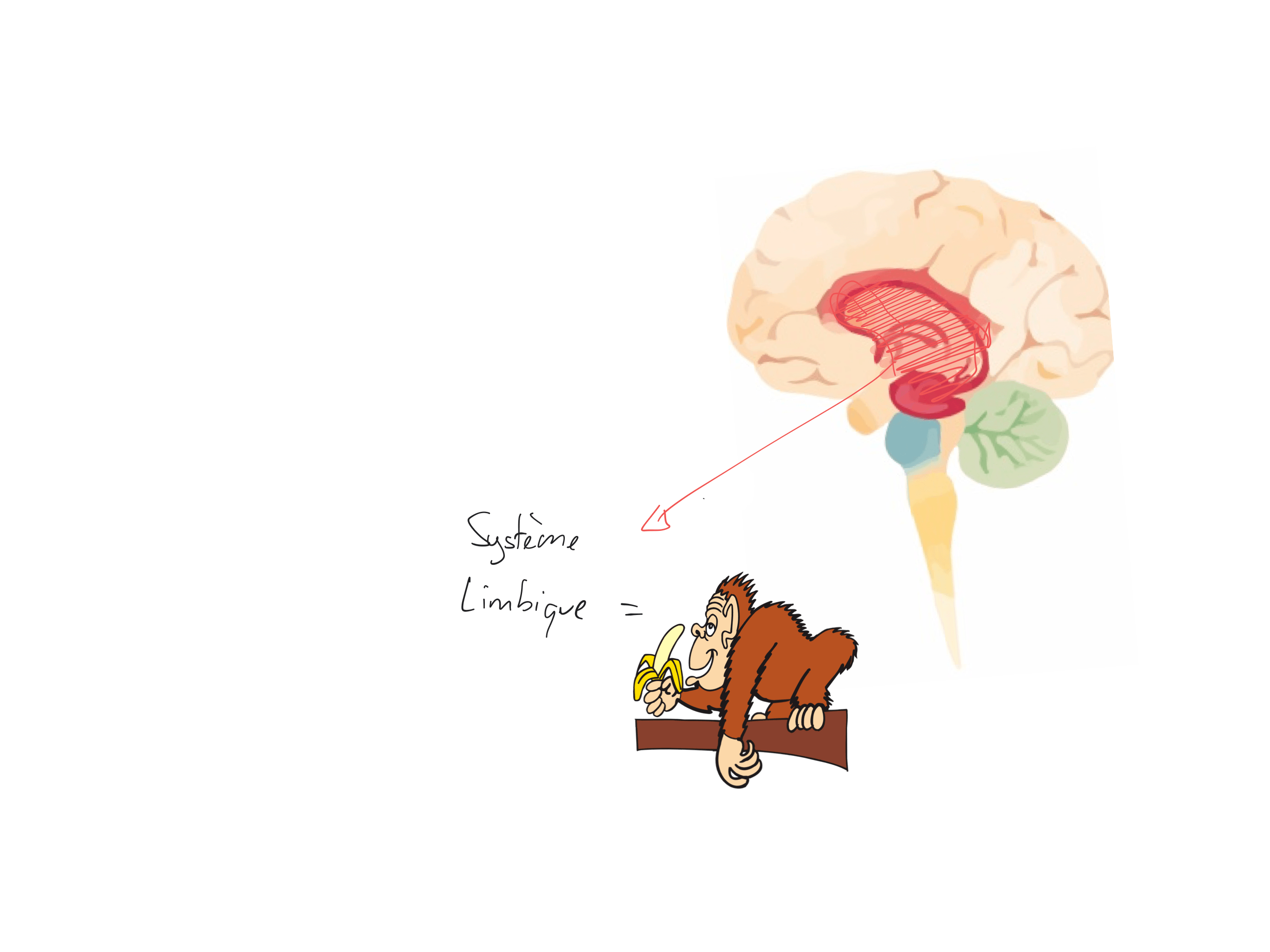 Ilustration d'un cerveau : système limbique = singe