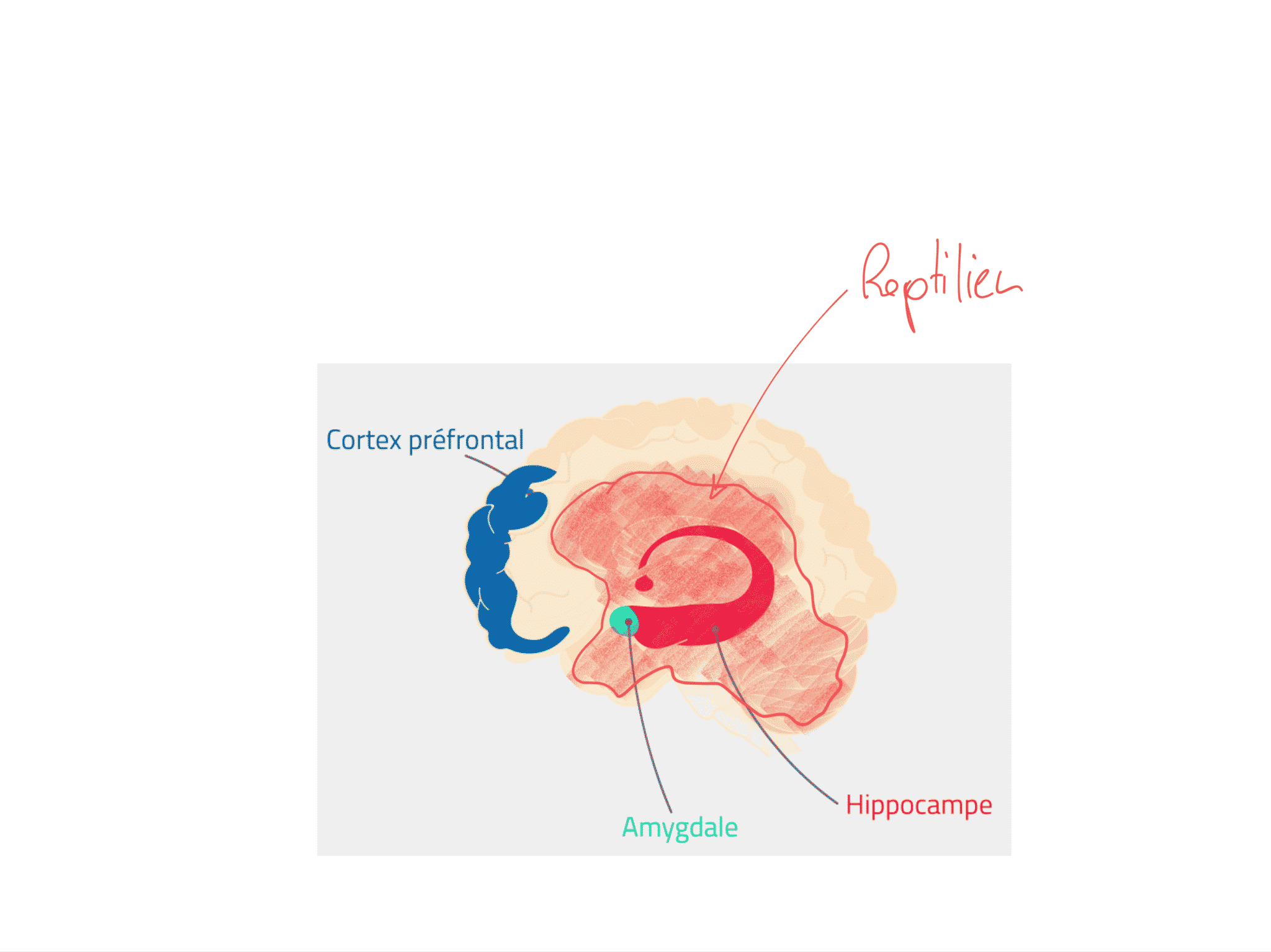 Le cerveau et le stress