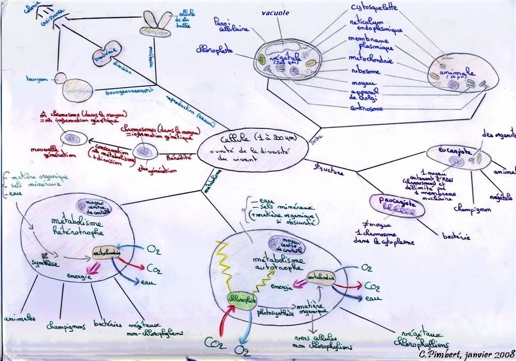 carte mentale à main levée SVT la cellule