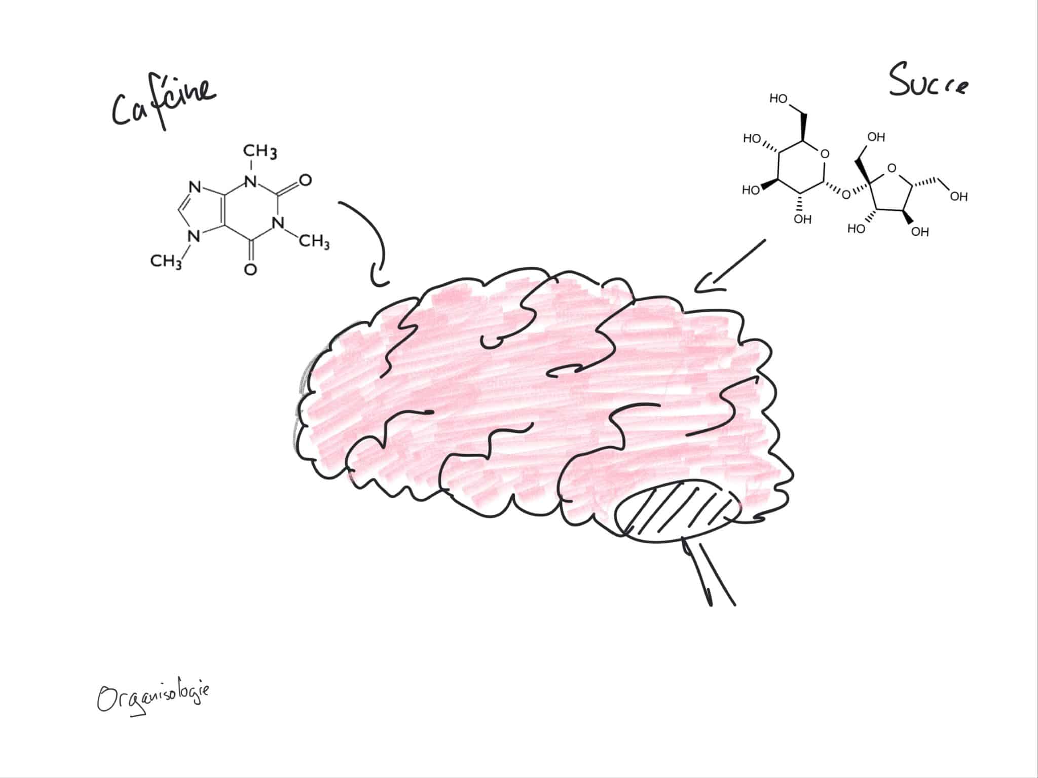 les effets du multitasking sur le cerveau